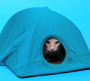 csinalj satrat macskanak 01