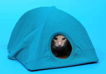 csinalj satrat macskanak 01