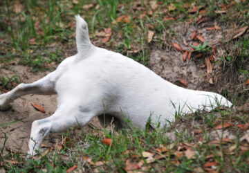 miert asnak a kutyak 01