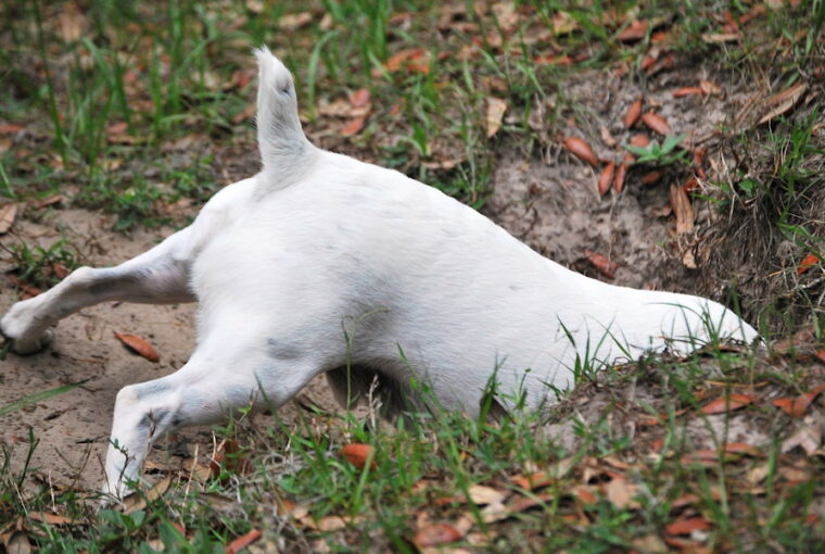 miert asnak a kutyak 01