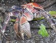 Pálmatolvaj rák