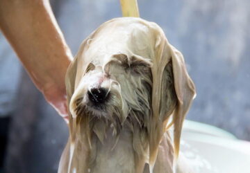 Igy furdethetsz kuyat kertben 01