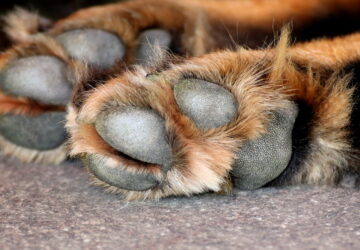 kutyad tappancsait forrosagban 01