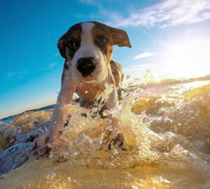 vigyazz kutyadra nyaron is 01