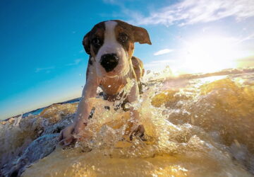 vigyazz kutyadra nyaron is 01