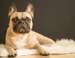 Francia bulldog