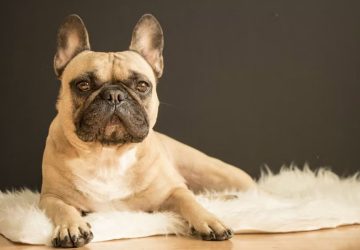 Francia bulldog