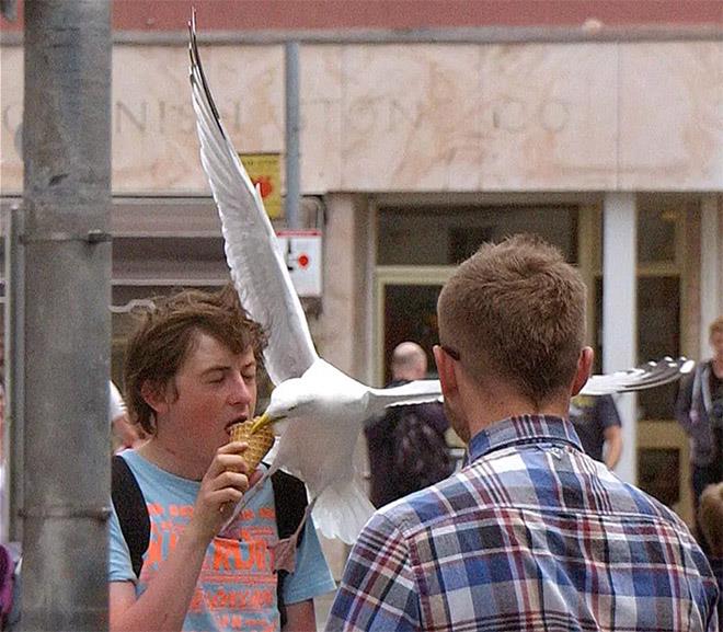 Amikor a sirály lecsap a szendvicsedre