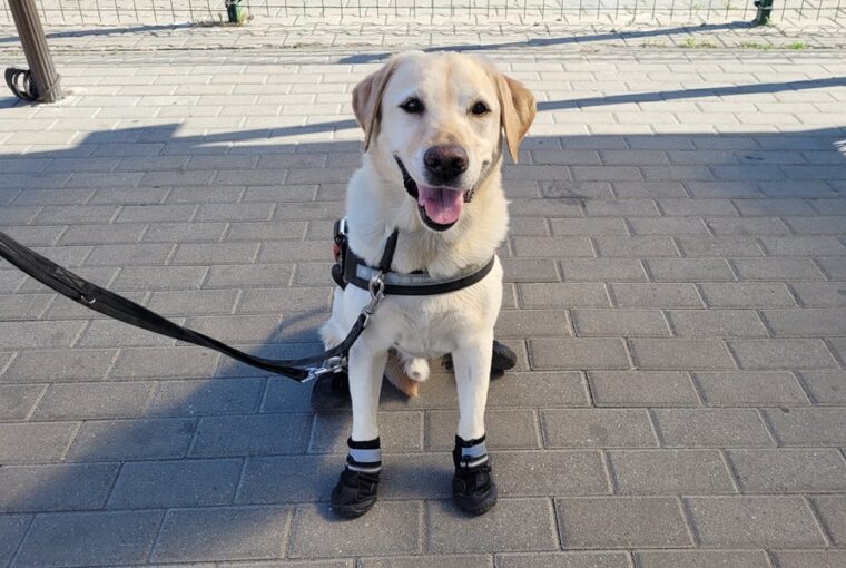 cipovel vedik a kutyakat 6