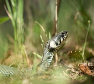 ha kigyot találsz ne ijedj meg