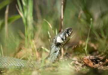 ha kigyot találsz ne ijedj meg
