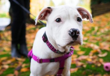 ujra kutyavasar a nav nal