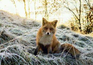 ebzarlat rokavakcinazas