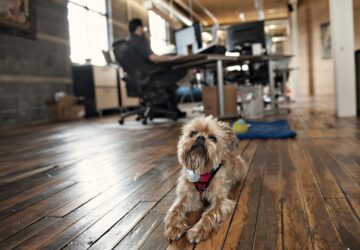 kutyasok kontra kutyatlanok 1