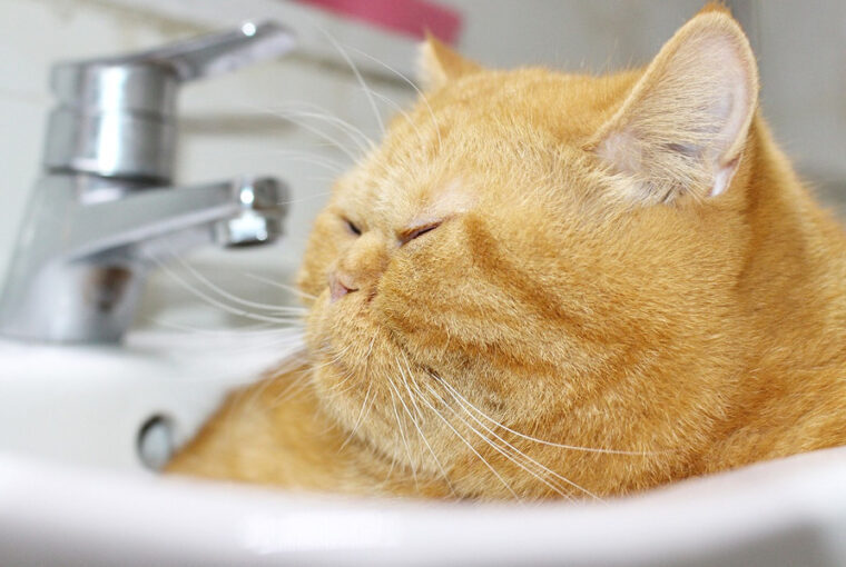 elhizott kugya es macska 01