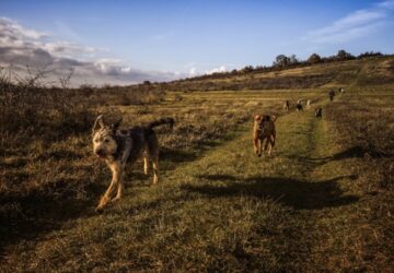 veszett kutyat talaltak