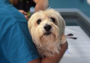 elso talalkozas mit beszeljunk meg az allatorvossal