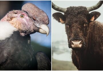 harc kondorkeselyu bika