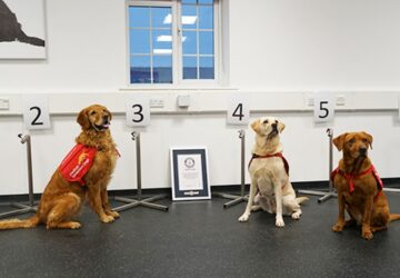 kiszimatoljak a betegseget a kutyak