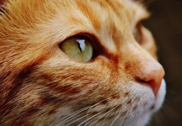 macska patkany baratsag