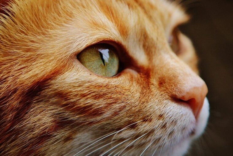 macska patkany baratsag