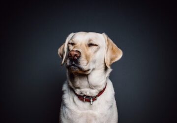 petofi morzsajat keresik