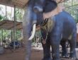 robot elefant