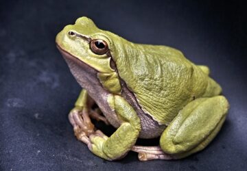 bekat latott a keritesen