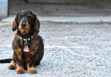 kutyavasart hirdet a nav