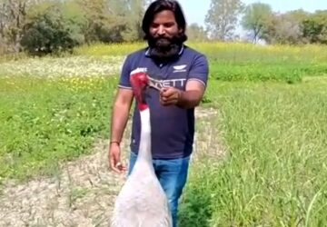 meggyogyitotta a darut