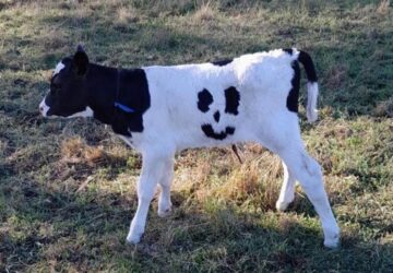 mosoly jellel az oldalan szuletett a borju