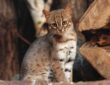 a vilag legkisebb vadmacskaja