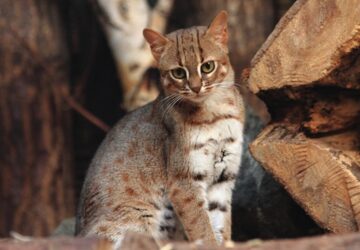 a vilag legkisebb vadmacskaja