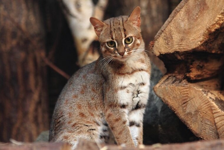 a vilag legkisebb vadmacskaja