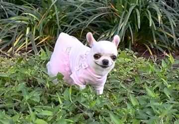 a vilag legrovidebb kutyusa