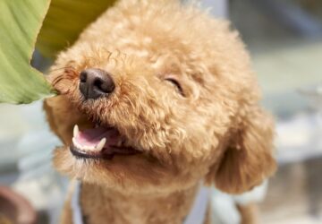 imadja az internet a kutyat 1