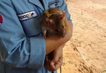 tbc kimutatasara kepeznek ki patkanyokat