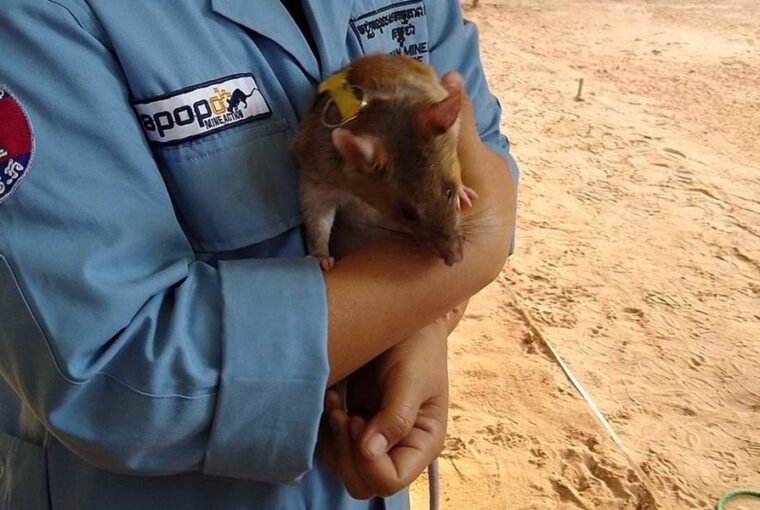 tbc kimutatasara kepeznek ki patkanyokat