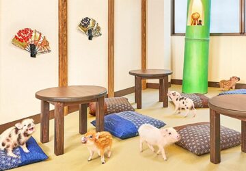 a kavezo ahol mini malackakat simogathatunk