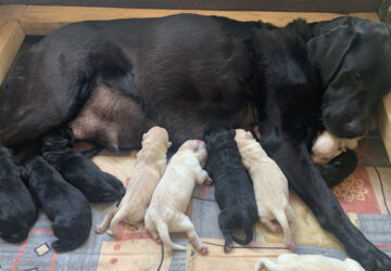 calgary es kolykei 01