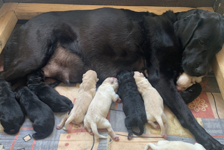 calgary es kolykei 01