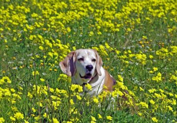 mit tegyunk es mit ne tegyunk az idos kutyankkal