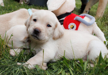 kolyoknevelok 10 kicsi labrador 11