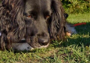 kutya tarajos gote megmentese