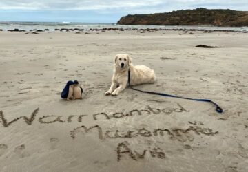 pasztorkutya pingvin