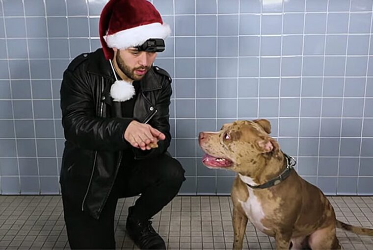 segiti a menhelyi kutyusok orokbefogadasat