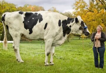 a vilag legmagasabb szarvasmarhaja