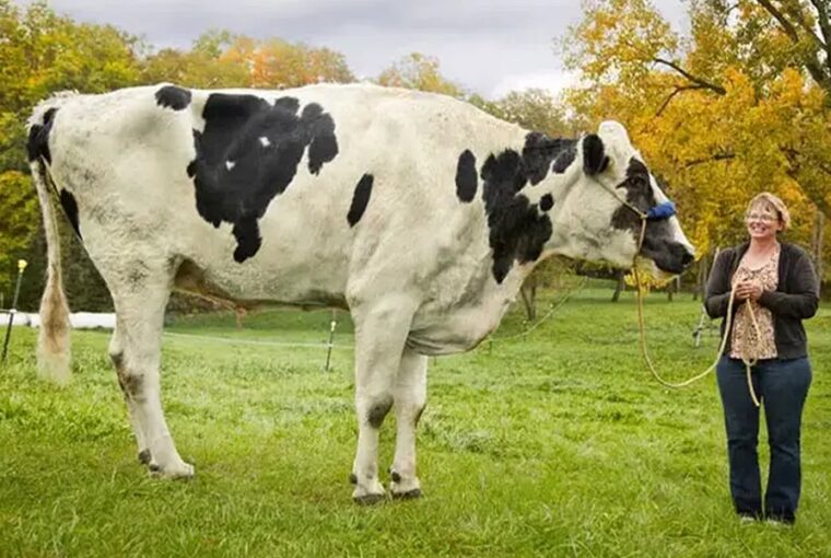 a vilag legmagasabb szarvasmarhaja