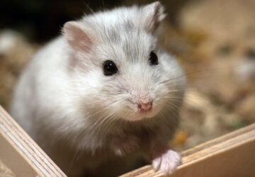 horcsogoket megviseli a hoseg