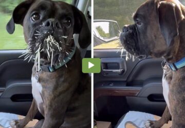 igy jar a boxer aki macskat kerget